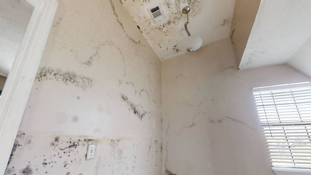 Best Mold Removal for HVAC Installations  in Highland, CA