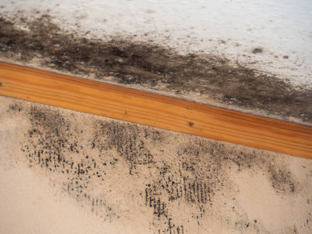 Best Residential Mold Inspection & Testing  in Highland, CA