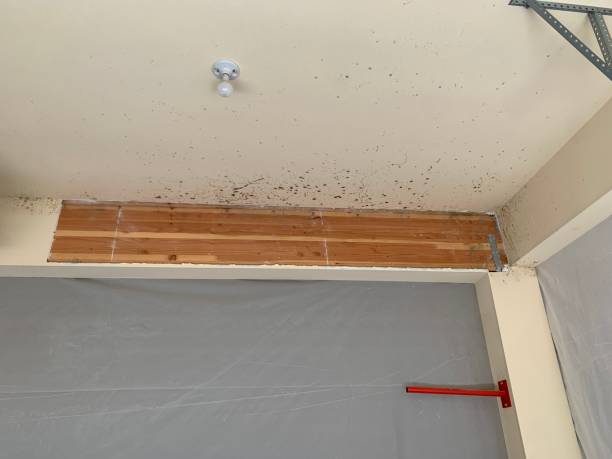 Highland, CA Mold Removal Company