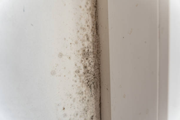 Best Mold Damage Restoration  in Highland, CA